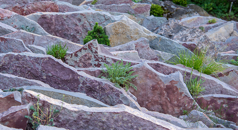 crevice garden