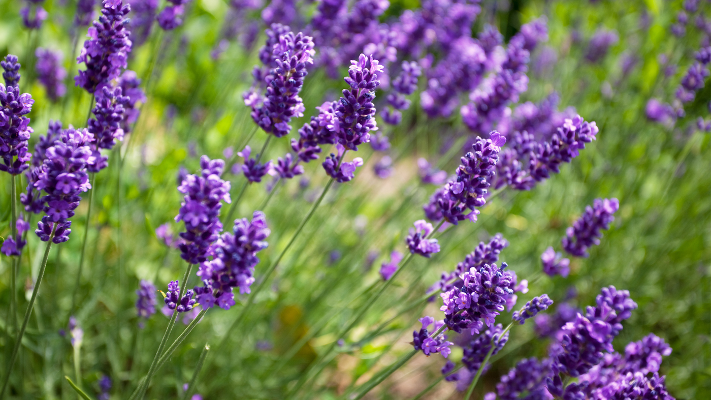 Lavender (Lavandula angustifolia ‘Annet’):