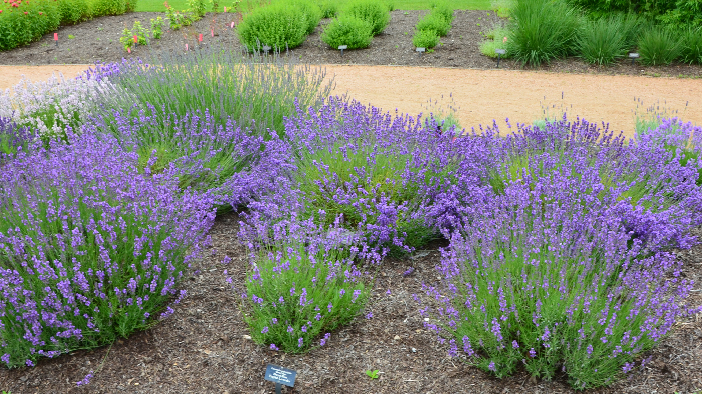 Lavandula angustifolia ‘Dwarf Blue’