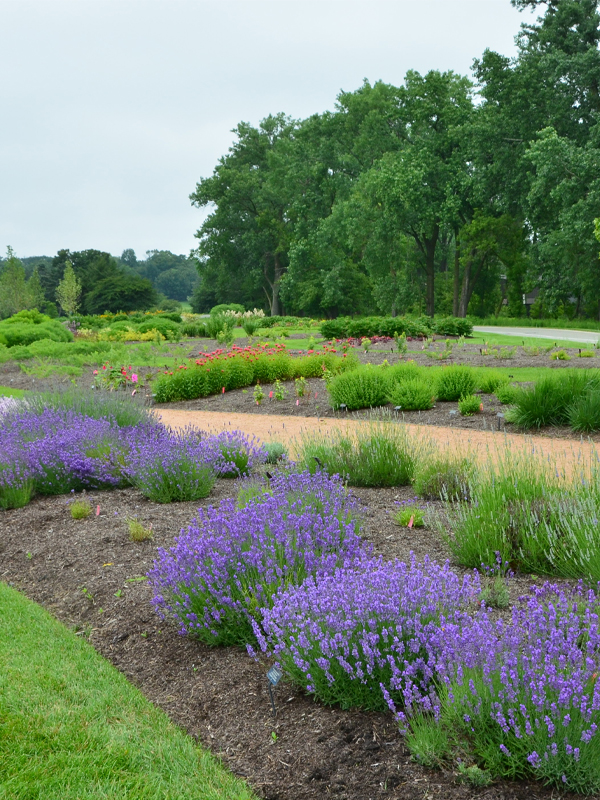 Lavender trial beds