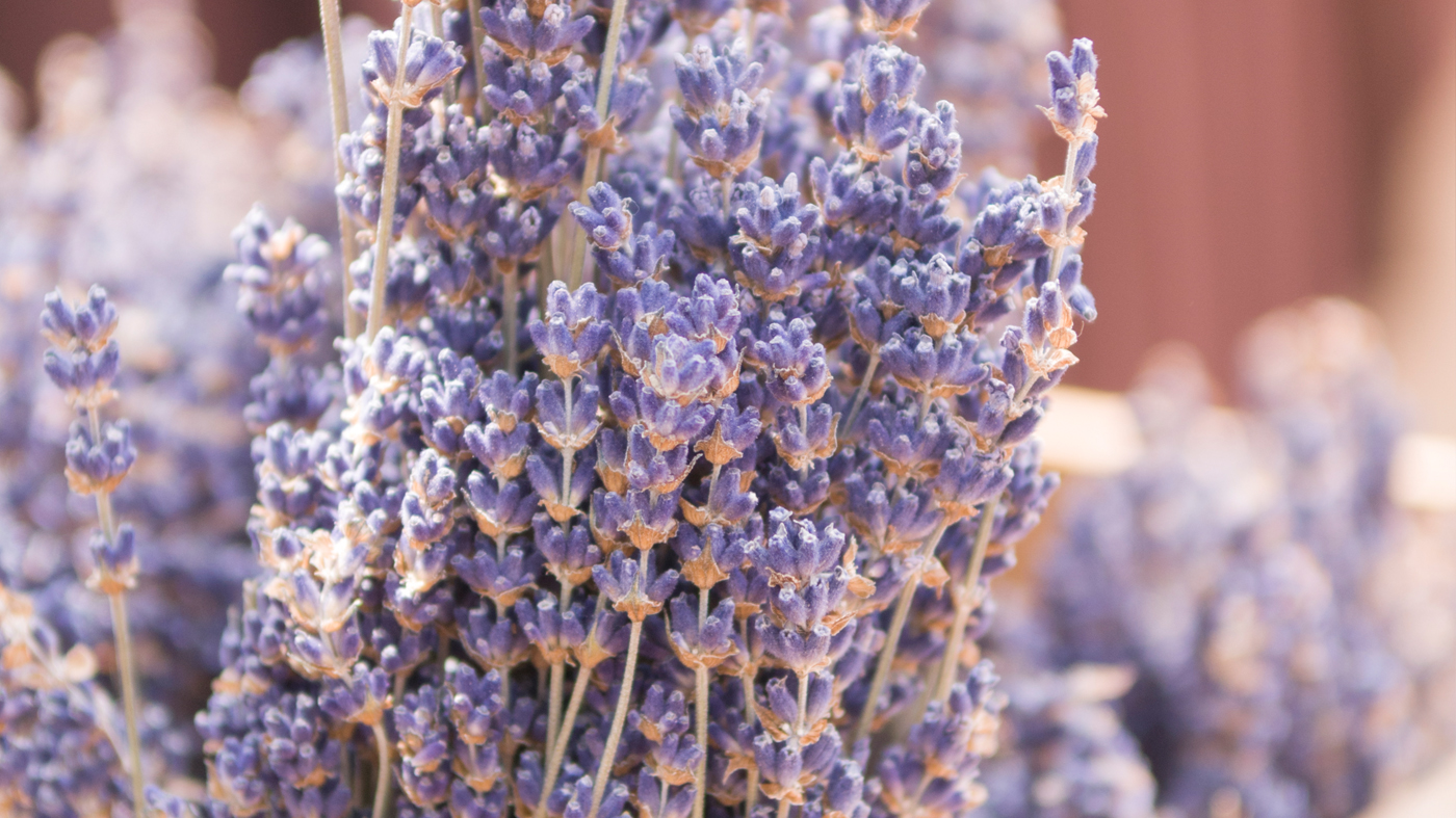 Lavender