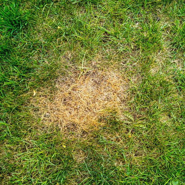 Lawn with brown spots