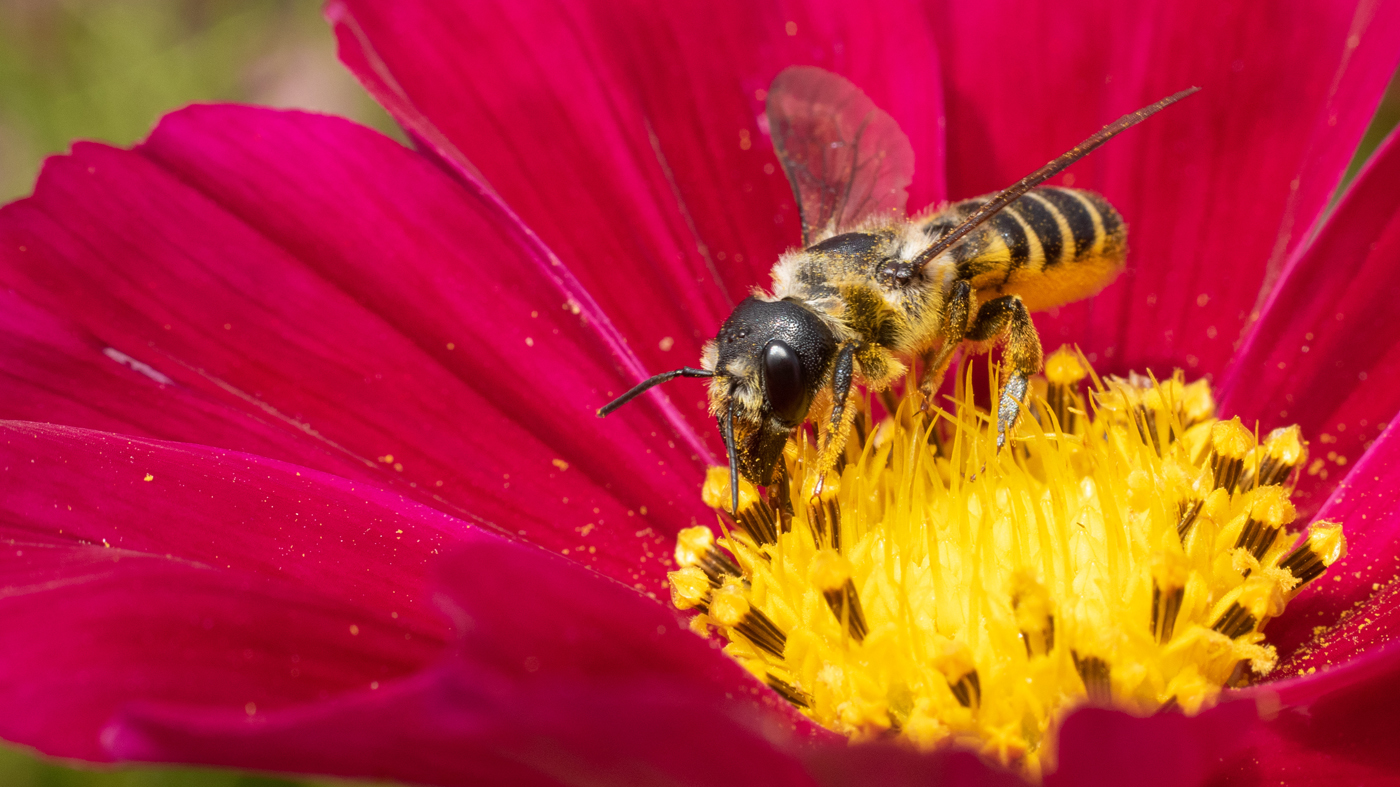 leaf cutter bee