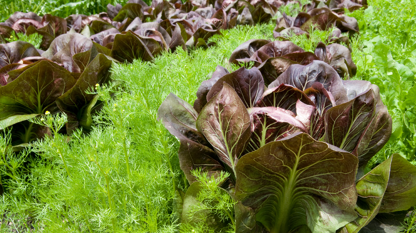 Veggies for small spaces