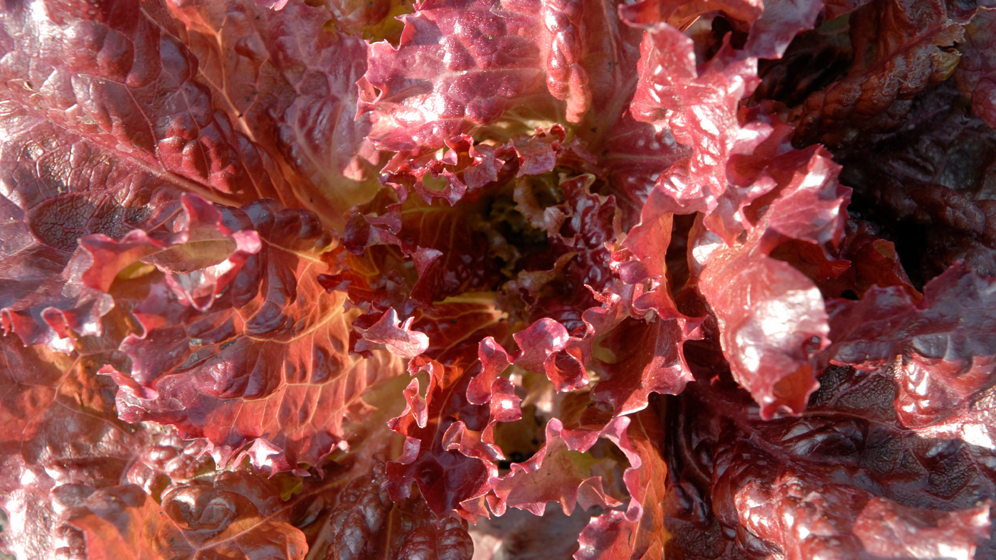 Red lettuce