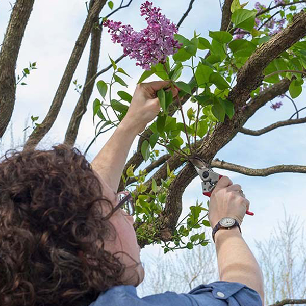 Trimming lilac