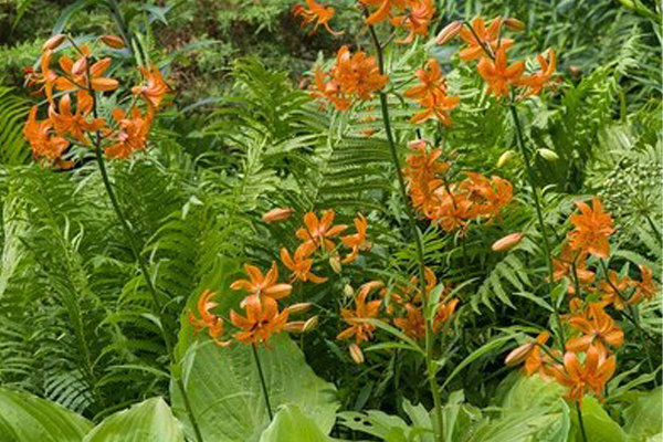Lilium ‘Nepera’ is a vibrant orange martagon hybrid that lights up a shady corner.