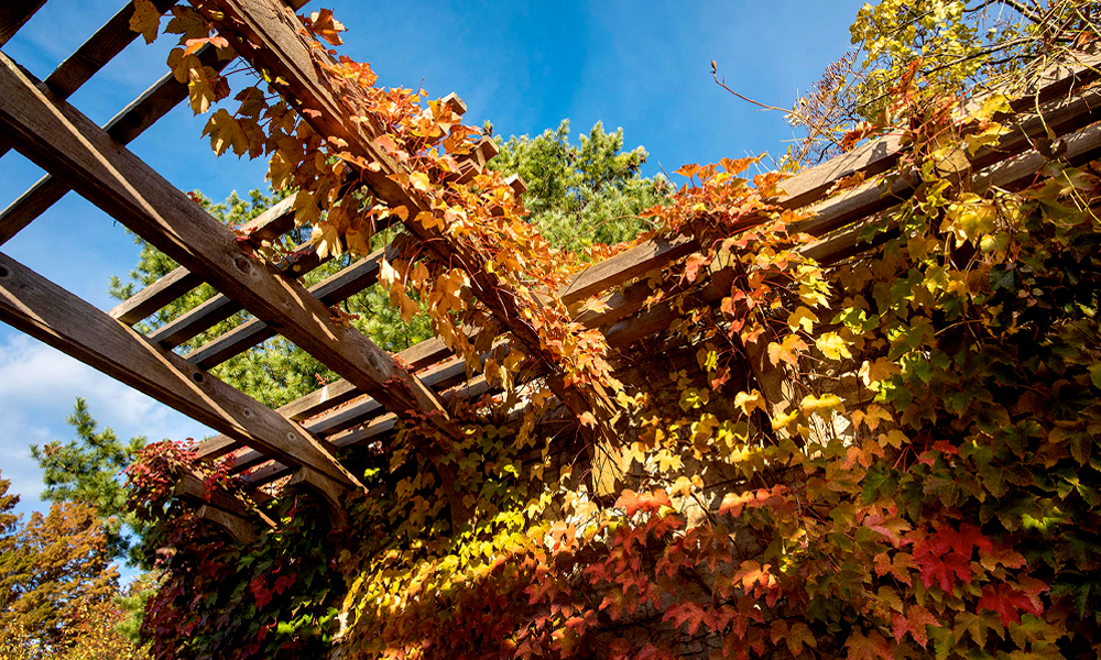 Bulb Garden in the fall