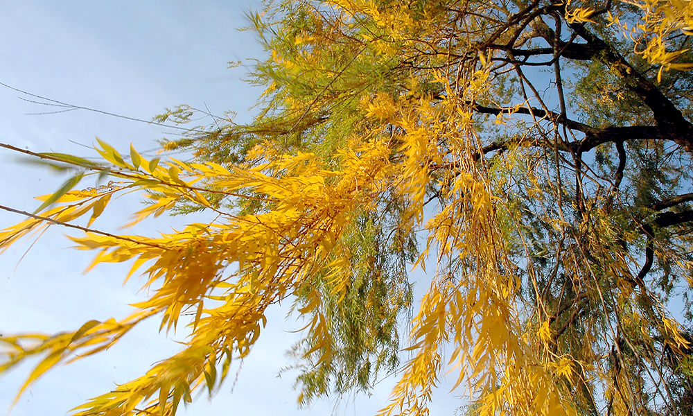 Willows in the fall