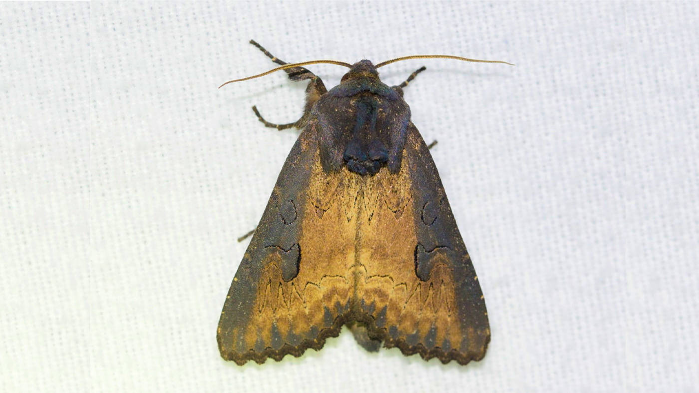 Macronoctua onusta moth