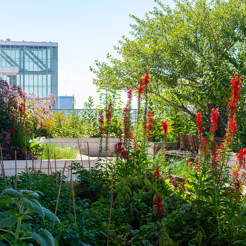 McCormick Place rooftop garden
