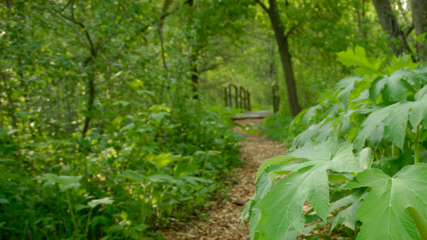 McDonald Wood: a bridge in the distance