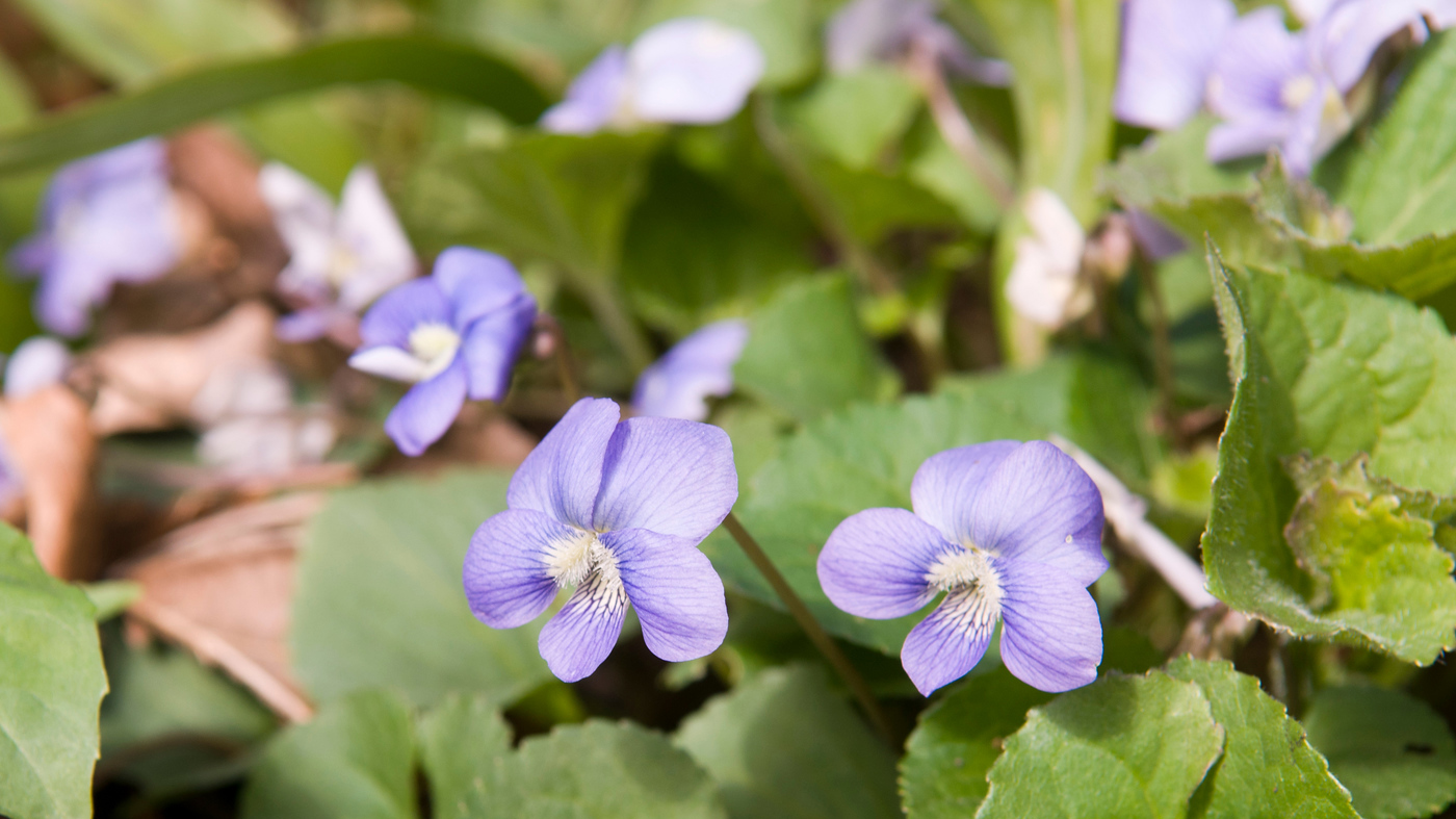 McDonald Wood: wild geranium