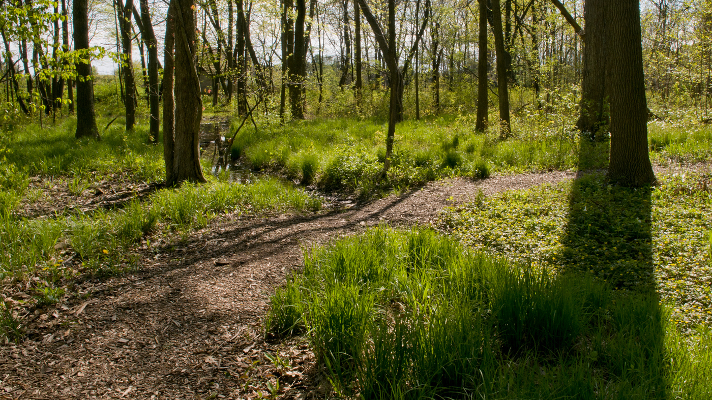 Conservation: McDonald Woods