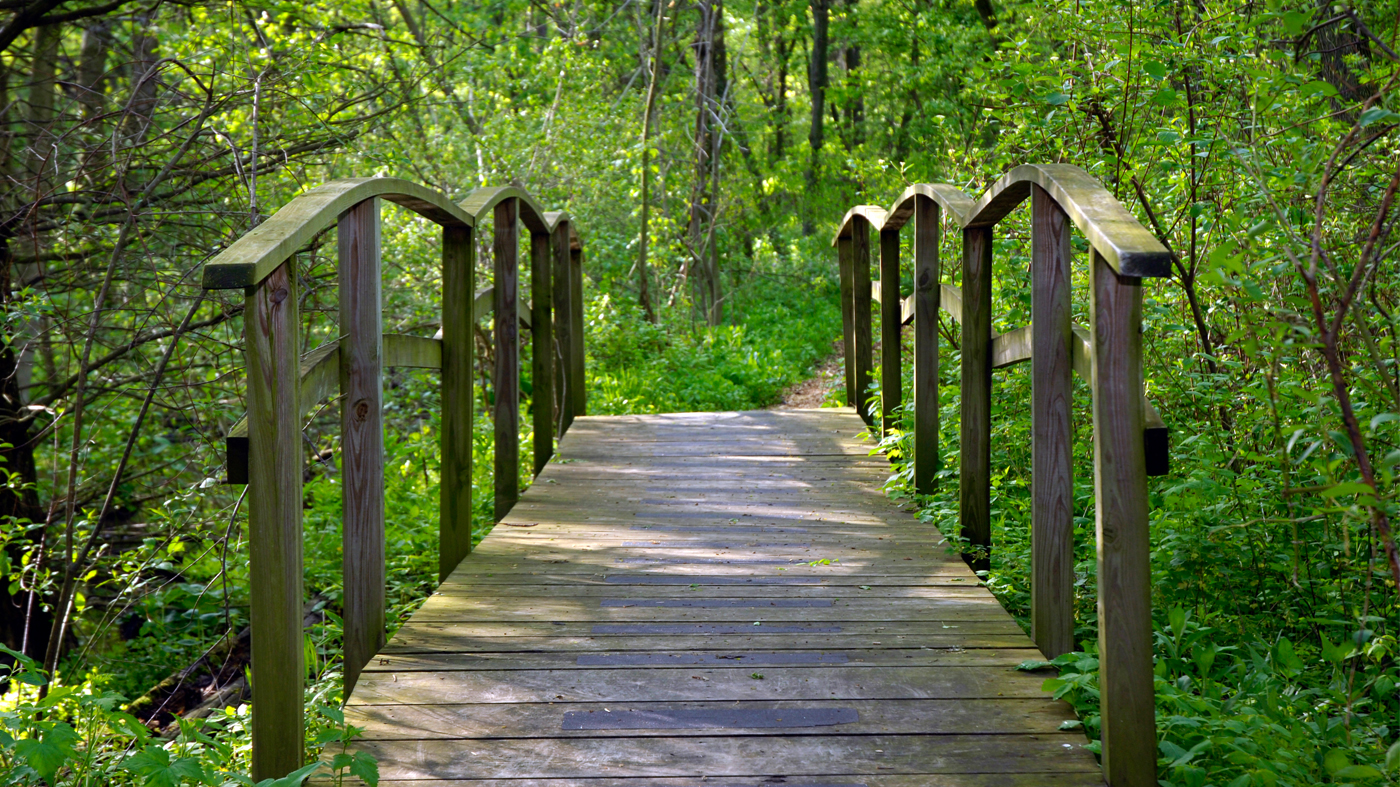 McDonald Wood: a bridge