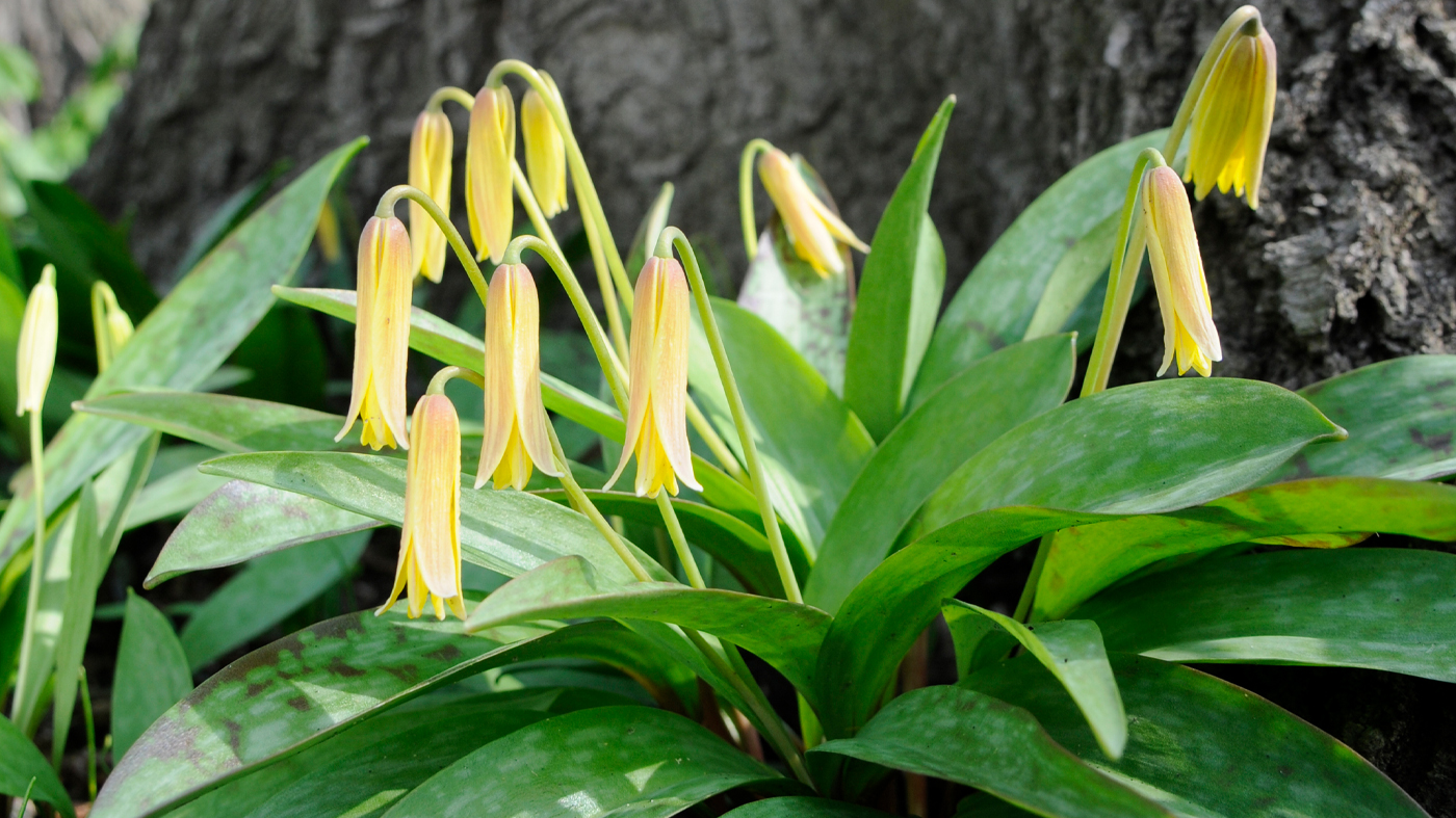 McDonald Wood: trout lily
