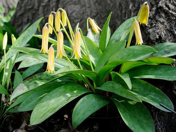 trout lily