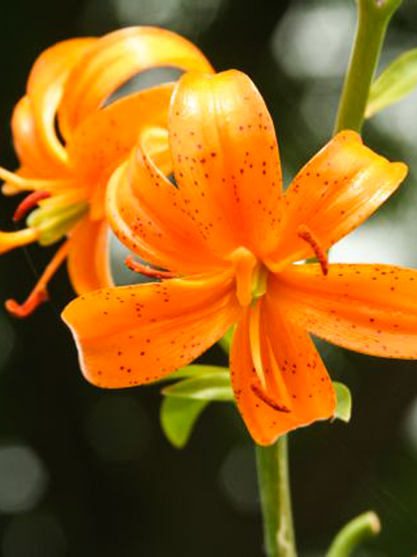 Michigan Lily
