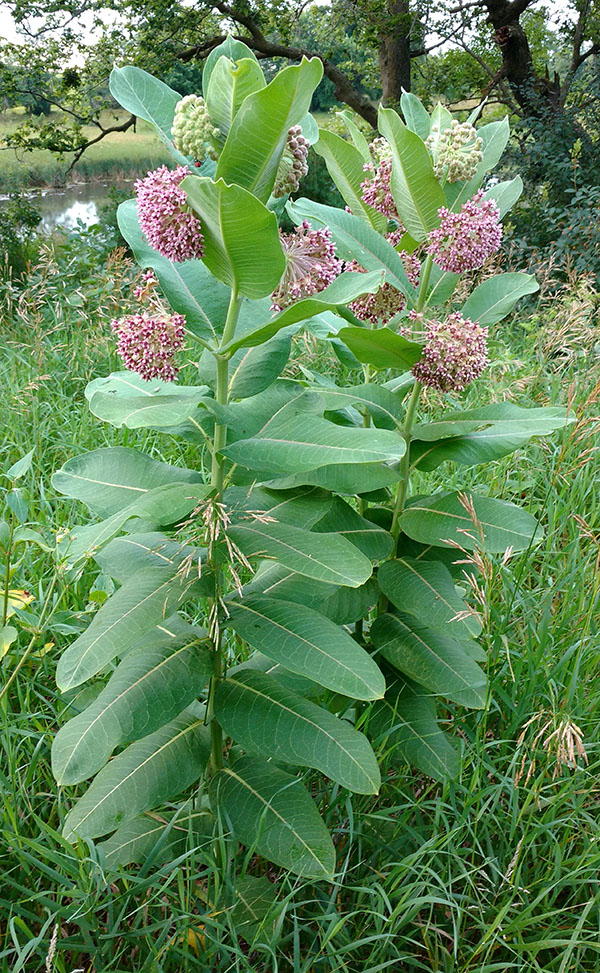 Milkweed