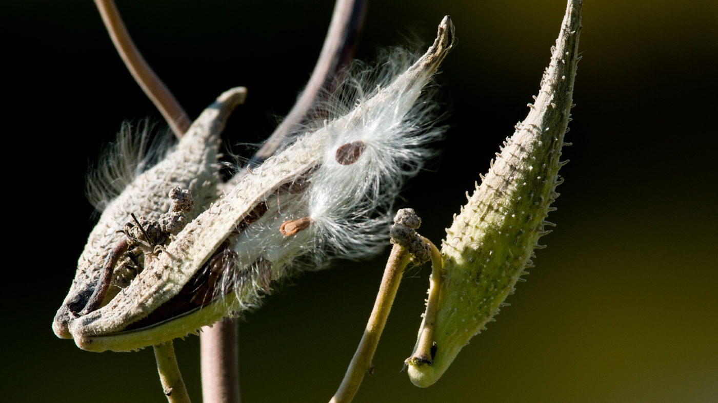 Milkweed