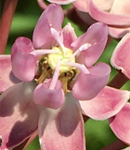 milkweed flower
