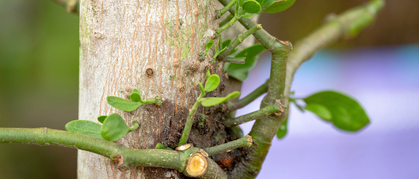 mistletoe plant relationships