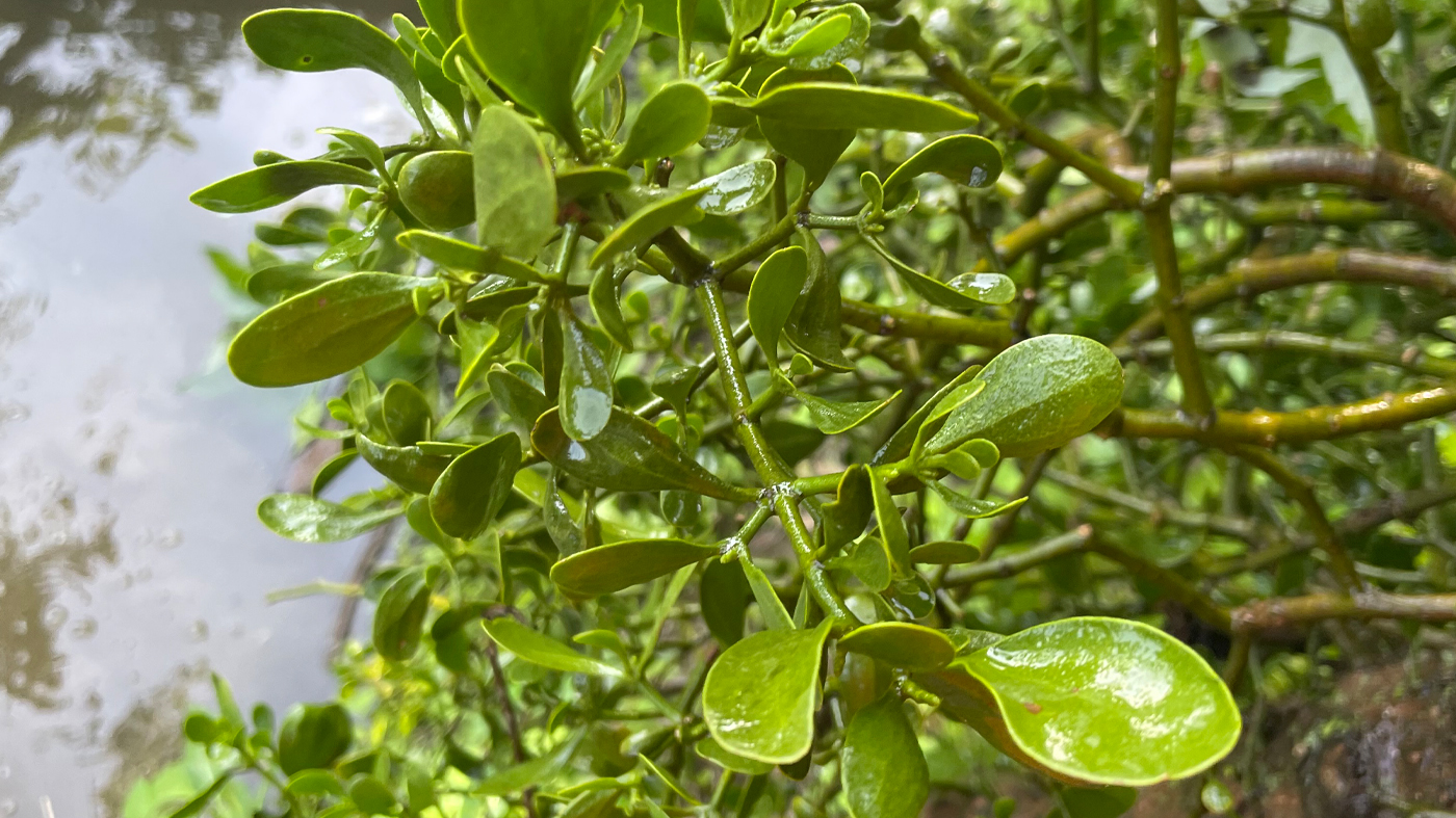 mistletoe from the kayak