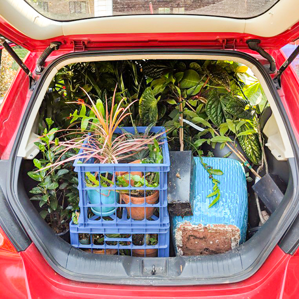 moving houseplants