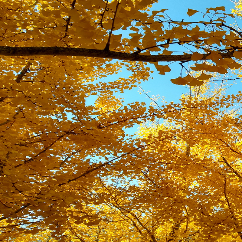 Use Fall leave: Autumn Leaves