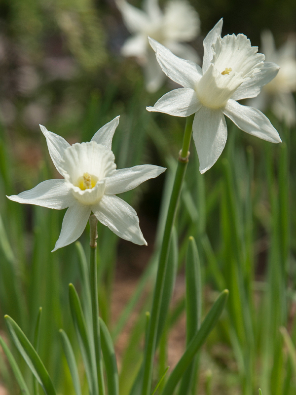 Narcissus 'Baby Boomer' Daffodil