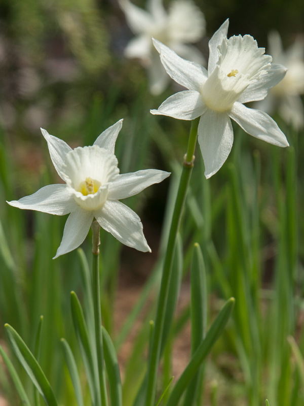 In Praise of Mini-Daffodils