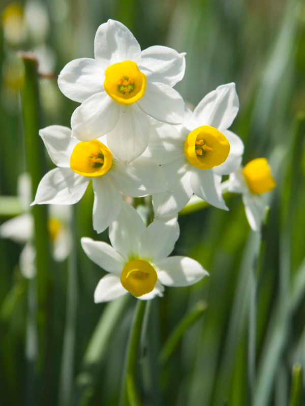 Narcissus 'Canaliculatus' Daffodils