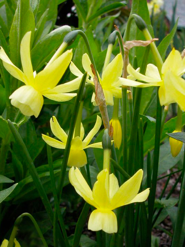 In Praise of Mini-Daffodils