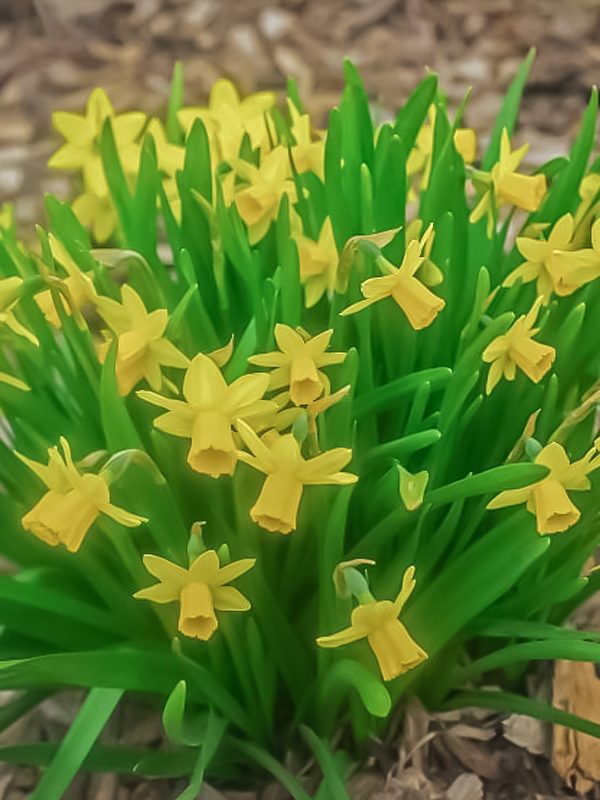Narcissus 'Little Gem' Daffodil