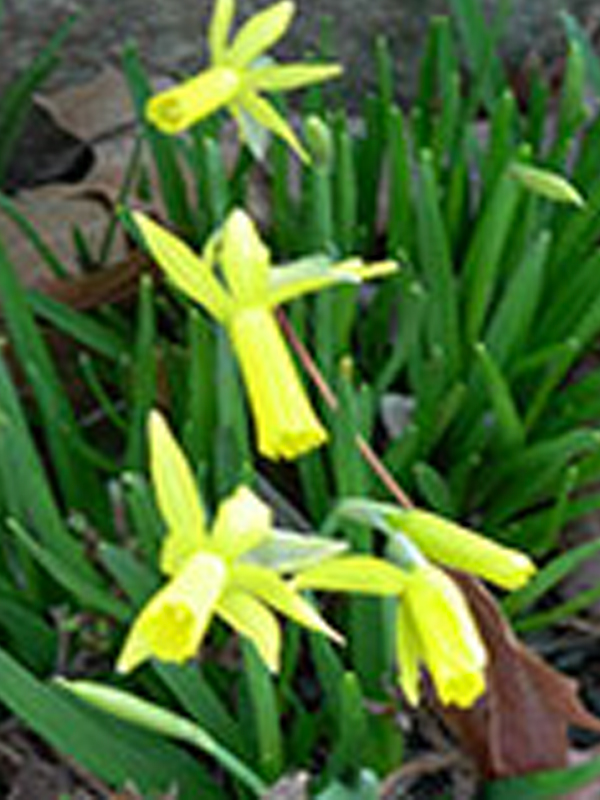 Narcissus 'Mite' Daffodil