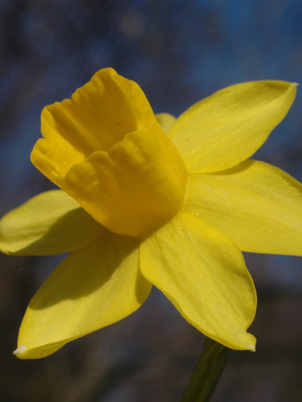   PHOTO  Narcissus 'Quince'  Daffodil