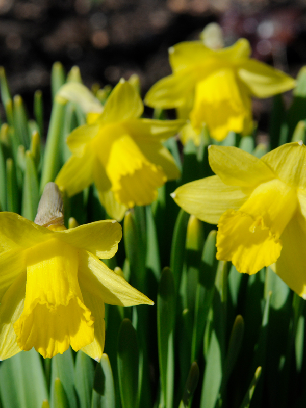 Narcissus 'Tête-à-Tête' Daffodil