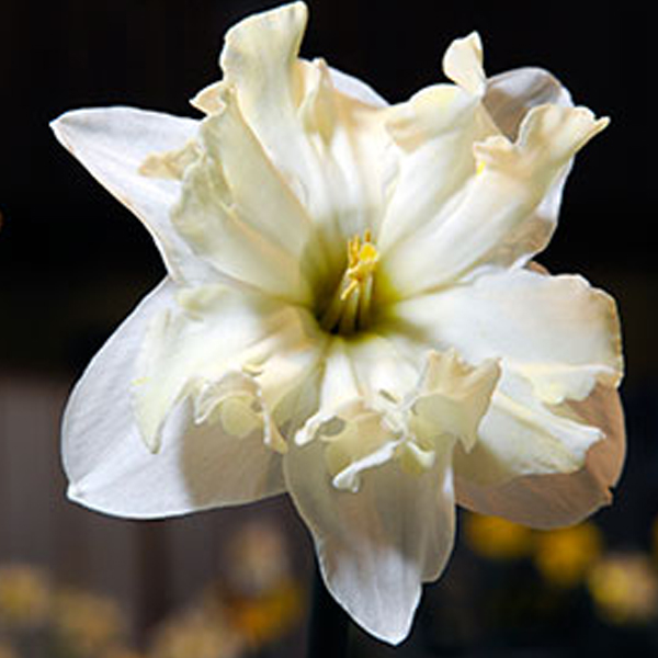 Narcissus-Antique-Lace