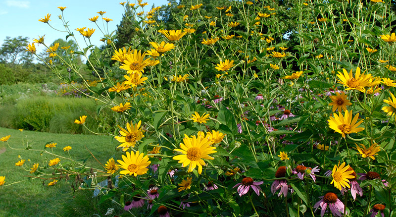 native plants