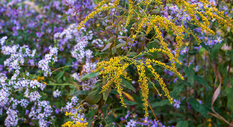 goldenrod
