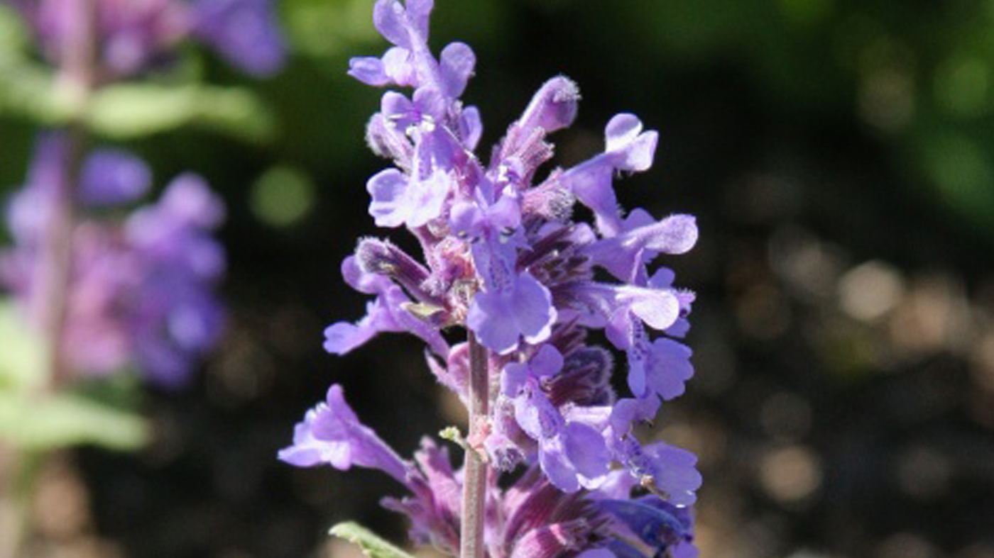 Nepeta-Cataria: Catnip