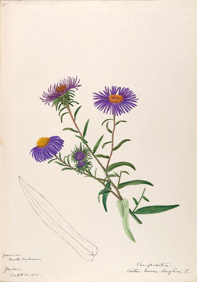 New England Aster