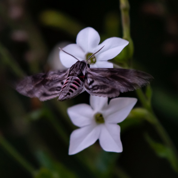 Tobacco plant 'Nicotiana sylvestris' 