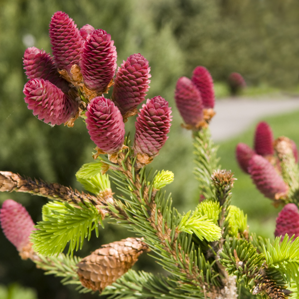 Norway Spruce