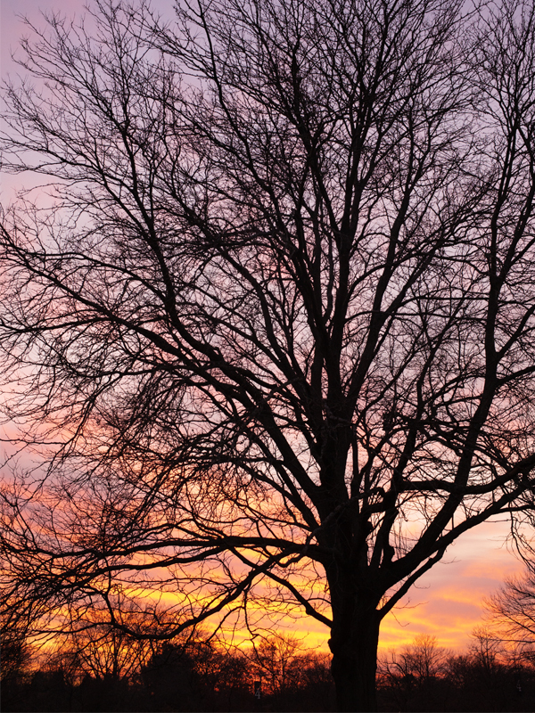 Winter Oak Tree