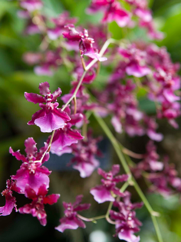 Oncidium Sharry Baby Orchid