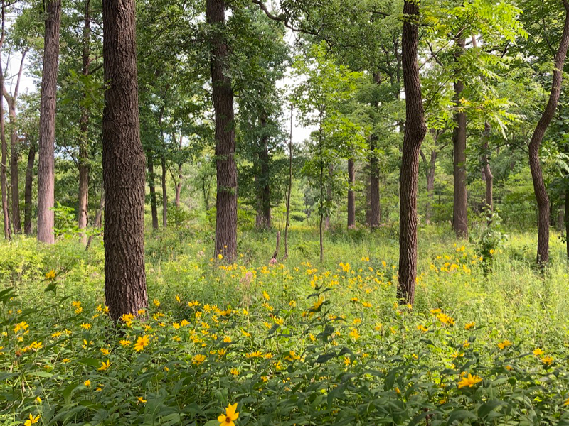 A healthy, open woodland