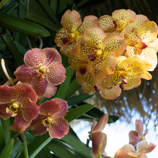 Orchid show