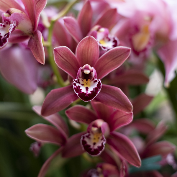 orchid