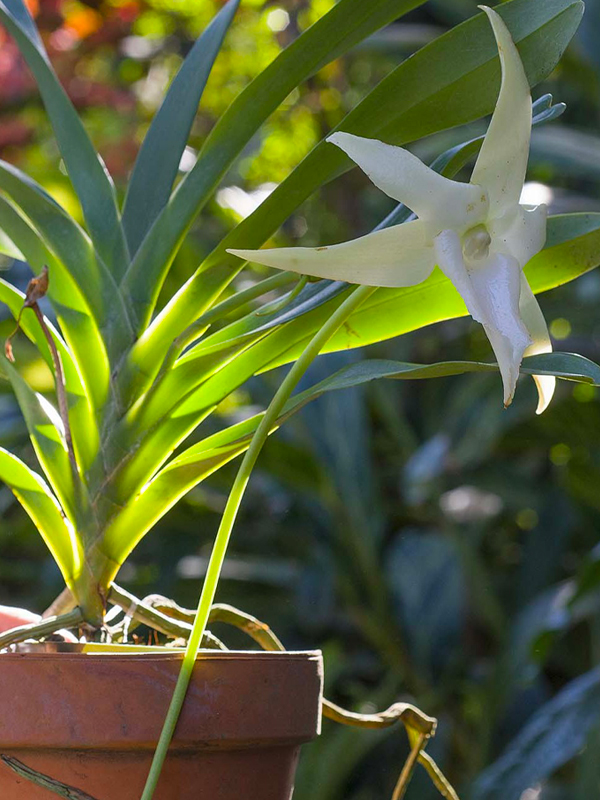 Orchid Angraecum sesquipedale